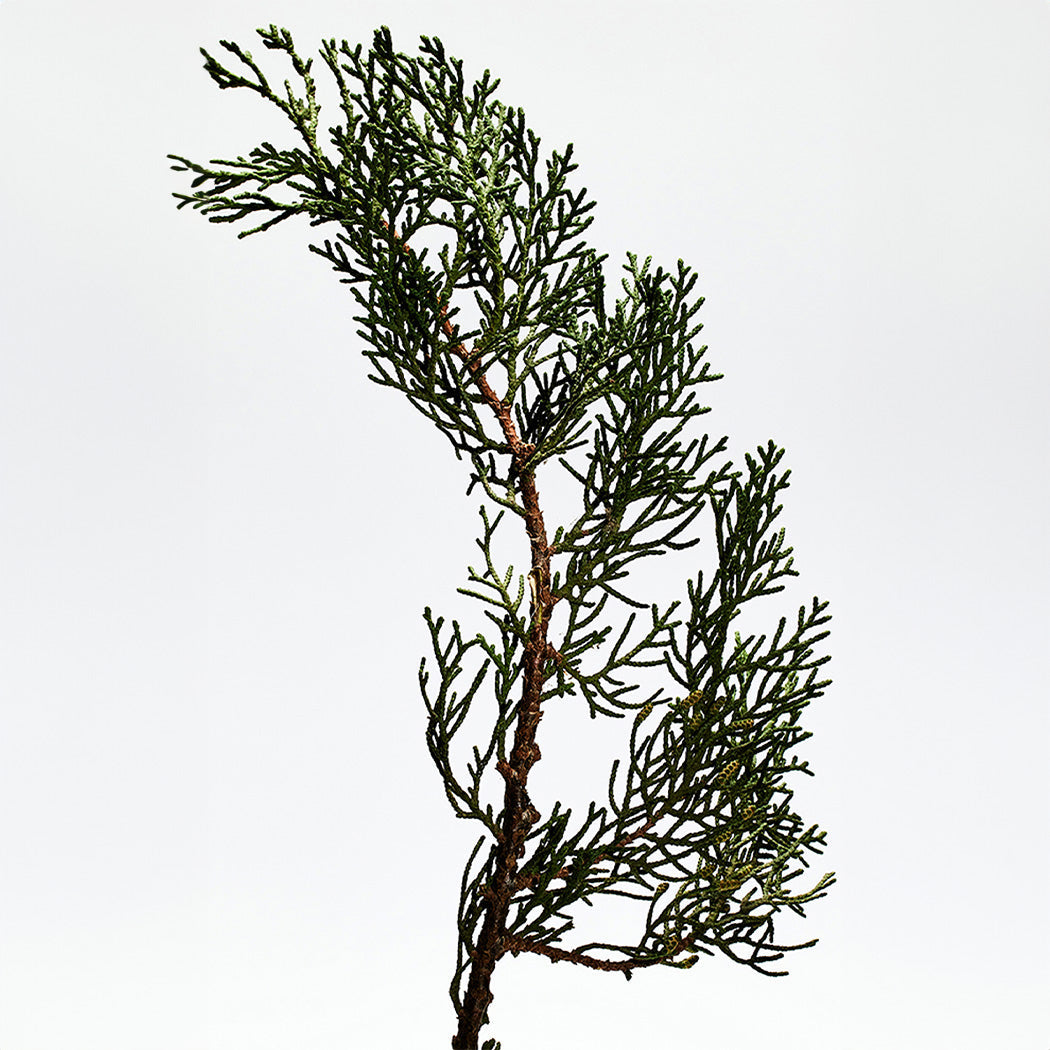 https://www.arcstore.co.za/Files/Images/Ecom/Brands/JKL/Loewe/114422_100ML_C.jpg